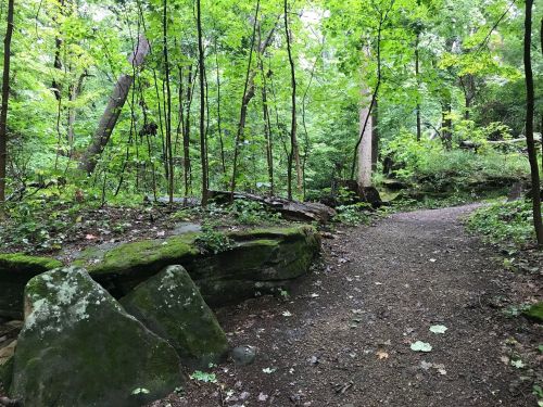 A serene forest path winding through lush green trees and moss-covered rocks.