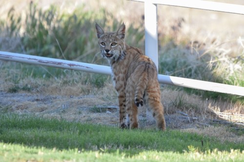 A bobcat stands on grass near a fence, looking back with alert eyes in a natural setting.