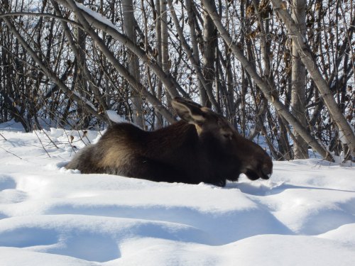 A moose resting in the snow among trees, with its head lowered and surrounded by a winter landscape.