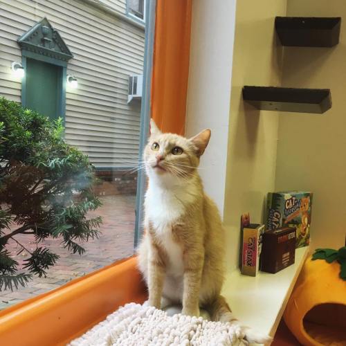 A curious orange cat sits by a window, looking outside at a green bush and a building in the background.