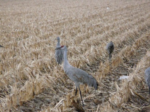 A group of cranes foraging in a harvested field with straw remnants.