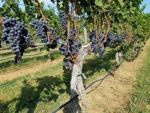 A vineyard with clusters of ripe black grapes hanging from green vines under a clear blue sky.