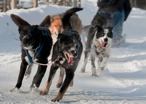 A team of dogs running energetically through snow, pulling a sled in a winter landscape.