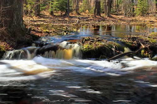 A serene forest scene featuring a flowing river with gentle rapids, surrounded by trees and lush greenery.