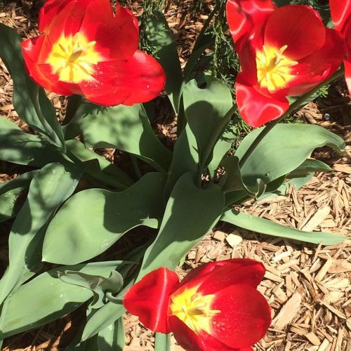 Bright red tulips with yellow centers bloom among green leaves and mulch.
