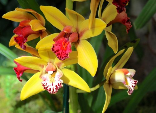 A cluster of vibrant yellow and red orchids with intricate patterns on their petals, set against lush green foliage.