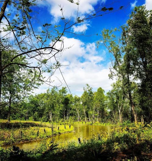 Lush green trees surround a tranquil pond under a bright blue sky with scattered clouds.
