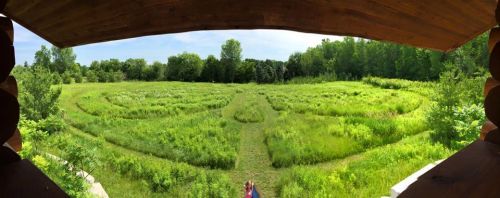 A panoramic view of a lush green maze surrounded by trees under a clear blue sky.
