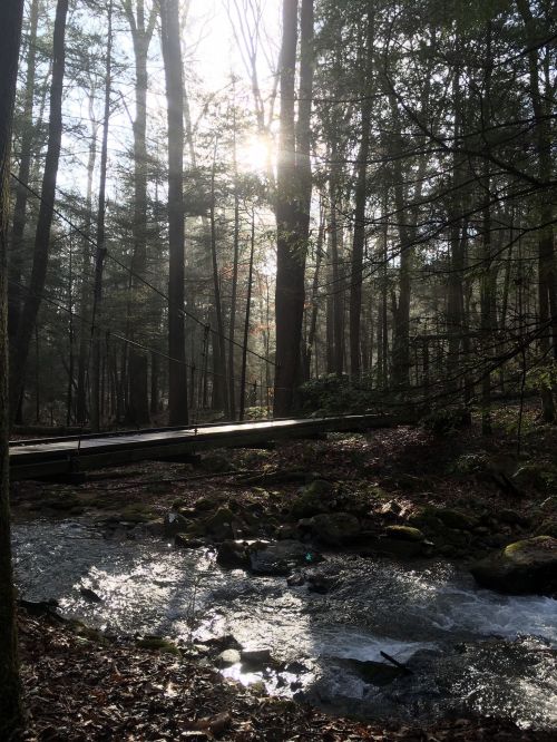A serene forest scene with sunlight filtering through trees, a stream flowing beside a wooden bridge.