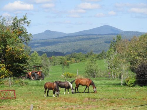 Three horses graze in a green field with mountains in the background and a tractor nearby under a blue sky.