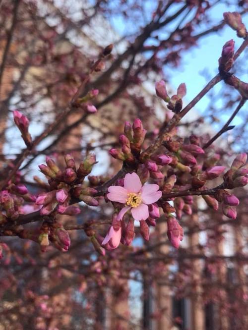 A close-up of a cherry blossom tree branch with pink buds and a single blooming flower against a blue sky.