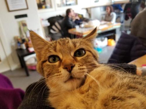 A close-up of a tabby cat with green eyes, resting in a person's arms, with people in the background.