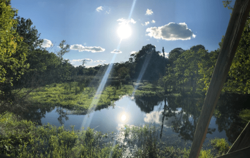 A serene landscape featuring a sunlit pond surrounded by lush greenery and trees under a clear blue sky.