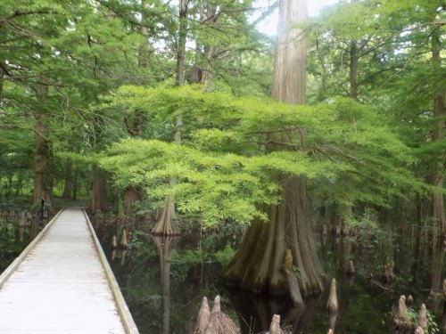 A wooden walkway through a lush green swamp with cypress trees and water reflecting the foliage.
