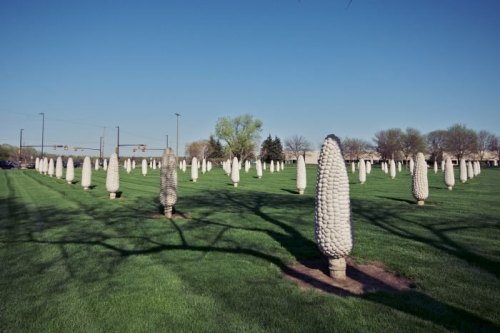 A field of uniquely shaped trees resembling corn cobs, set against a clear blue sky and green grass.