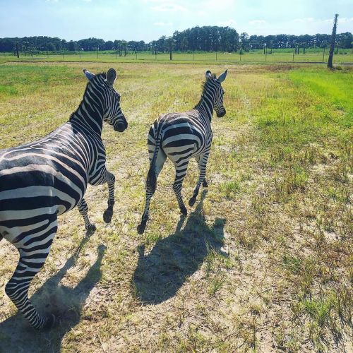 Two zebras running through a grassy field under a clear blue sky.