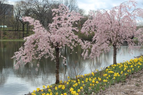 Two cherry blossom trees with pink flowers beside a calm lake, framed by a row of yellow daffodils in bloom.