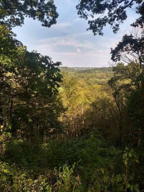 A scenic view of a lush green forest with distant hills under a clear sky.