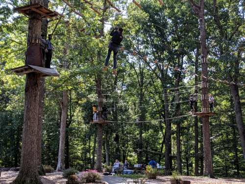 People navigate a treetop ropes course among trees, with some climbing and others resting below.