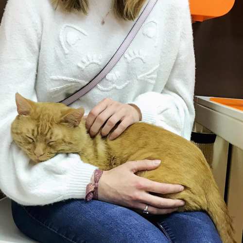A person in a cat-themed sweater gently holds a sleeping orange cat in their arms.