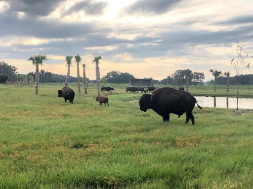 A herd of bison grazing in a grassy field with palm trees and a pond under a cloudy sky.