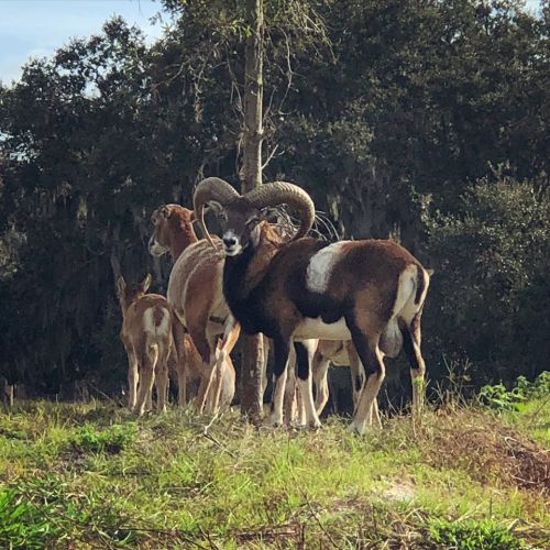 A group of animals, including a ram with large horns, standing in a grassy area with trees in the background.