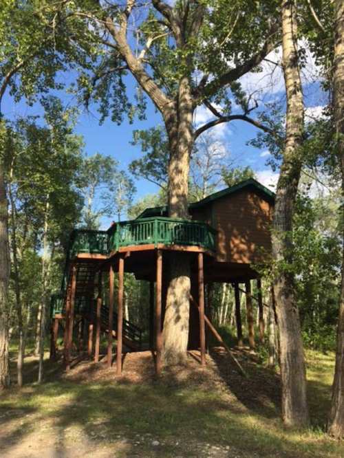 A treehouse elevated among tall trees, featuring a wooden structure with green railings and stairs leading up to it.