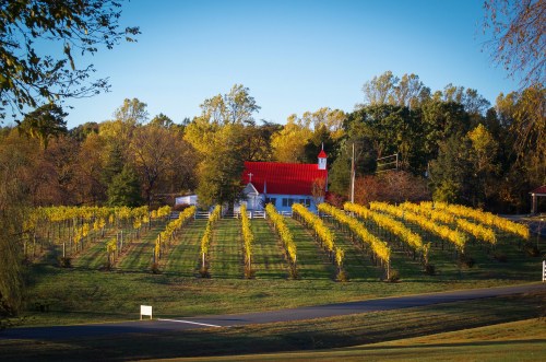 A picturesque vineyard with rows of grapevines and a charming white church with a red roof in the background.