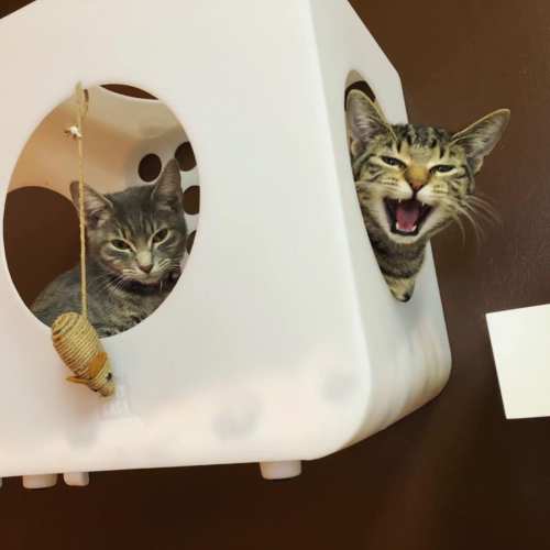 Two tabby cats peek out from a white cat house, one yawning and the other looking curiously at the camera.