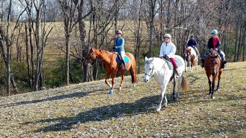 A group of four riders on horseback walking along a tree-lined path in a rural area.