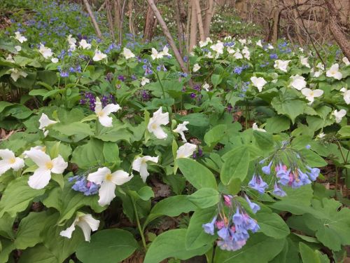 A vibrant forest floor covered with white and blue wildflowers among lush green foliage.