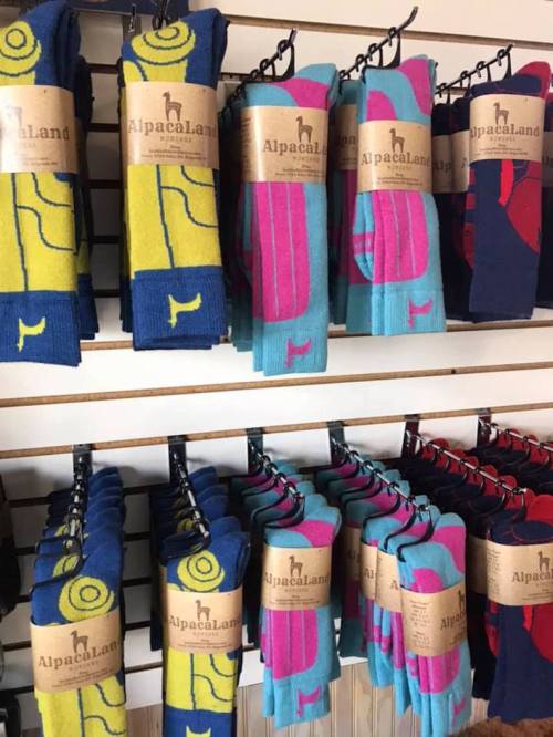 Colorful socks in various patterns displayed on hangers with "Alpacaland" labels on a wooden wall.