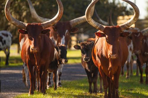 A group of cattle, including two longhorns and a calf, walking along a grassy path in sunlight.
