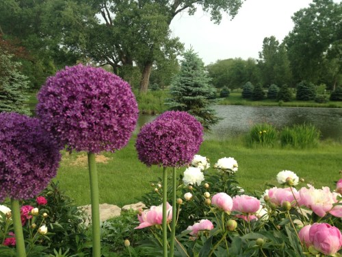 Vibrant purple allium flowers in the foreground, with a serene pond and lush greenery in the background.
