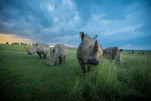 A group of four rhinos grazing in a grassy field under a dramatic sky.