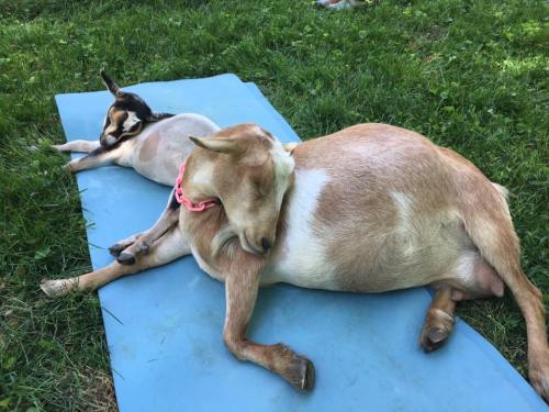 A goat and a small dog are peacefully napping together on a blue mat in a grassy area.