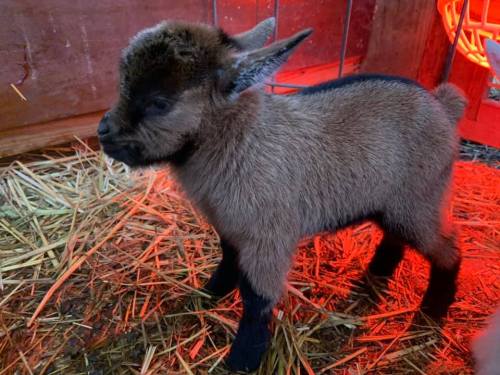 A small, brown goat kid stands on straw in a barn, illuminated by a warm red light.