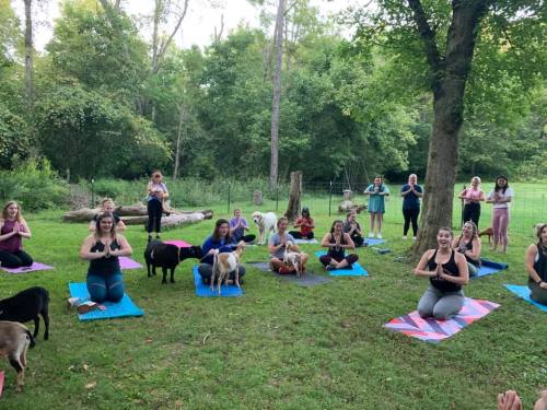 A group of people practicing yoga outdoors with dogs on mats in a lush green setting.
