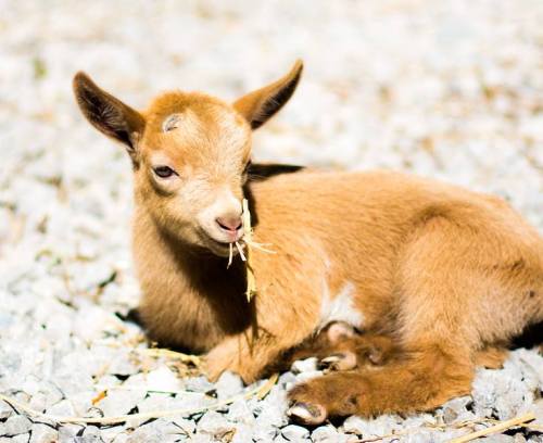 A small brown goat kid lying on gravel, nibbling on a piece of grass.