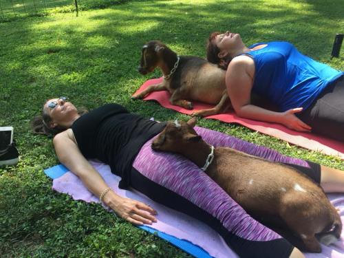 Two women relax on yoga mats in a grassy area, with goats lounging beside them.
