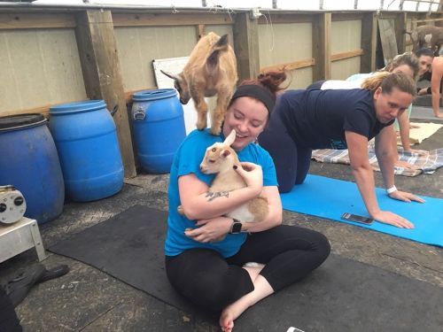 A woman sits on a yoga mat, holding a baby goat while another goat stands on her shoulder, with others practicing yoga nearby.