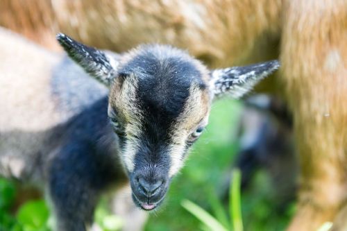 A close-up of a young goat with dark fur and large ears, surrounded by green grass.
