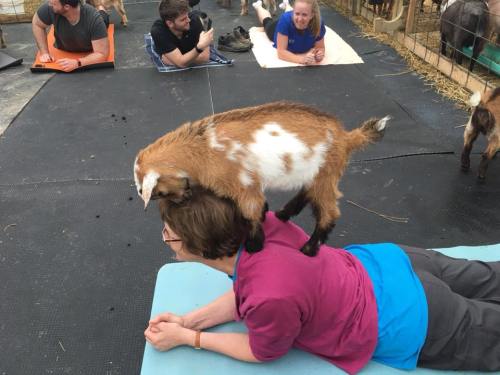 A goat playfully climbs on a person lying on a mat, with others relaxing nearby in a farm setting.