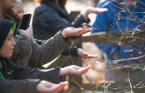 People hold out their hands with seeds as a small bird perches on one hand, surrounded by trees.