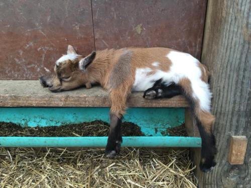 A sleeping baby goat sprawled out on a wooden ledge, with its legs hanging off the side.