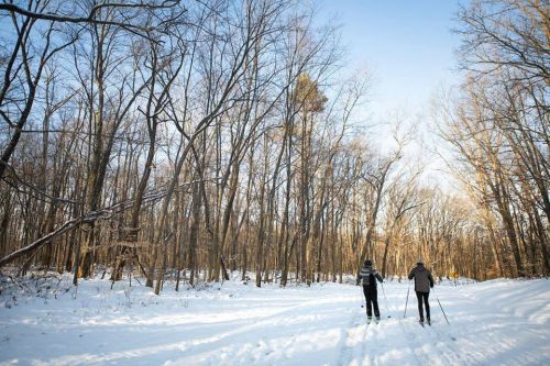 Two people cross-country skiing on a snowy trail surrounded by bare trees under a clear blue sky.