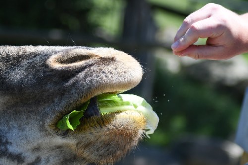 A close-up of a giraffe's mouth reaching for a piece of lettuce offered by a person's hand.