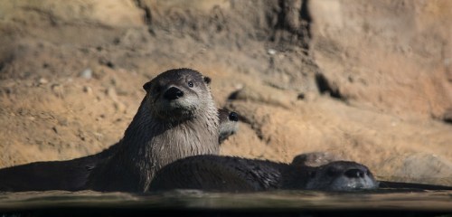 A group of otters swimming in water, with one otter looking curiously above the surface.