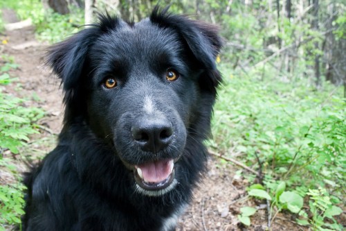 A close-up of a happy black dog with brown eyes, surrounded by green foliage in a forested area.