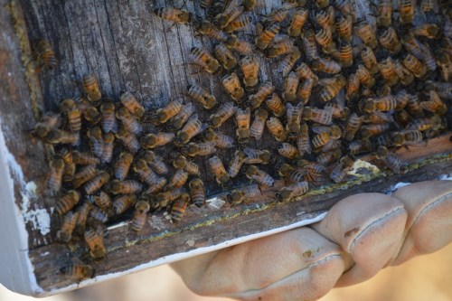 A close-up of a hand holding a wooden frame covered with numerous bees.